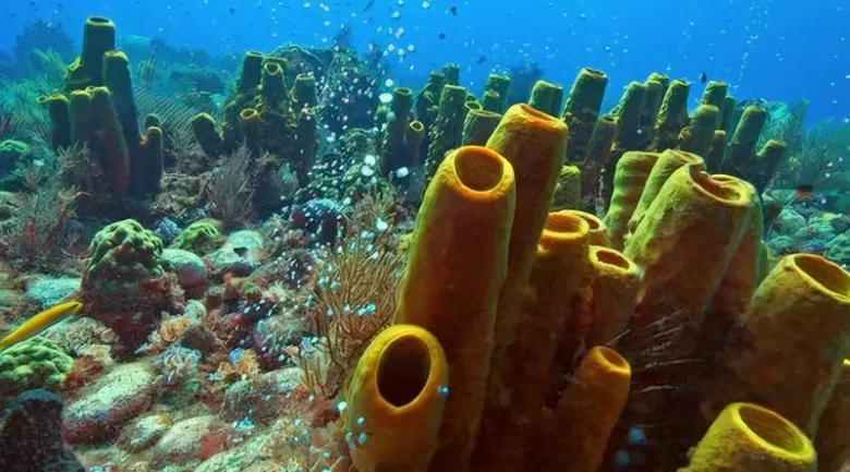 Champagne Reef