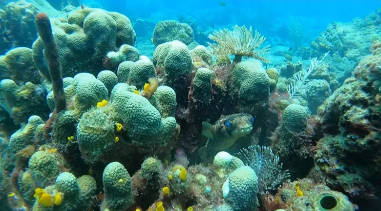 Champagne Reef