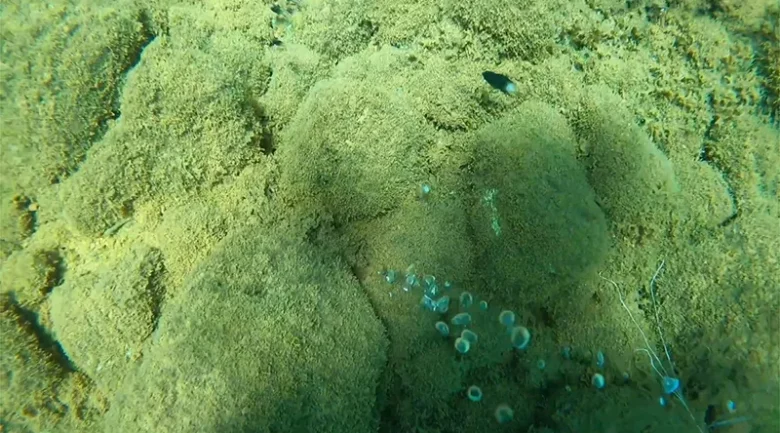 Champagne Reef