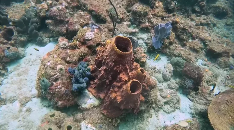 Champagne Reef