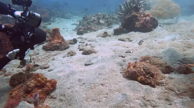 Champagne Reef