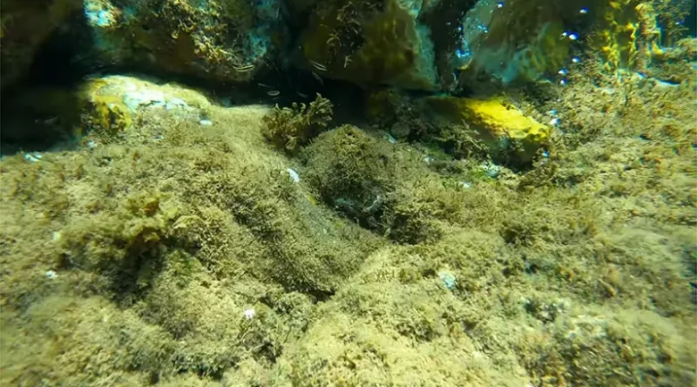 Champagne Reef