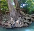 Mangrove Swamps of Dominica