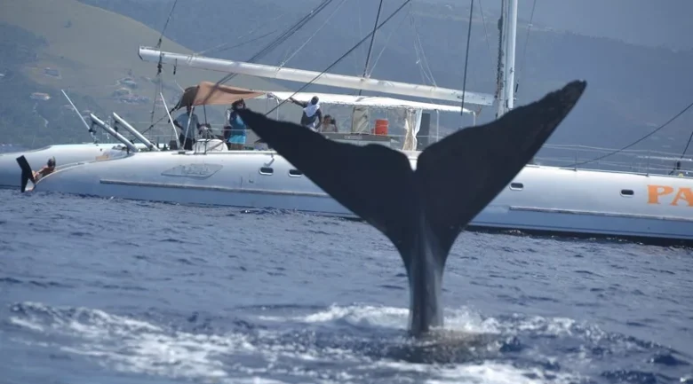 Whales of Dominica: Species & Facts