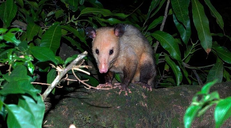 Wildlife