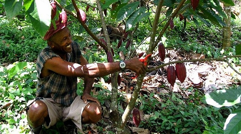Cocoa/Cacao