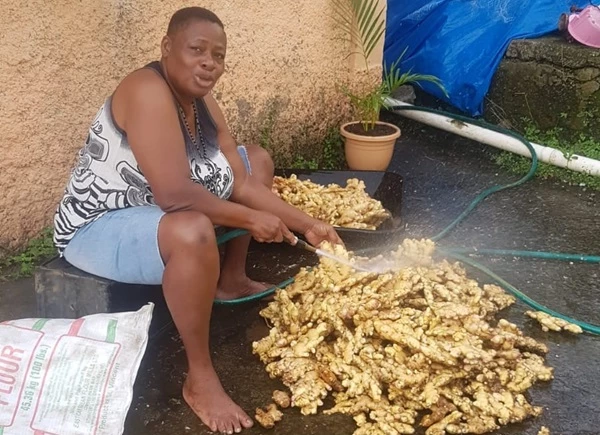 Root Crops: Vital to Agriculture and Food Security