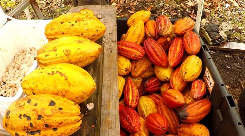 Cocoa/Cacao