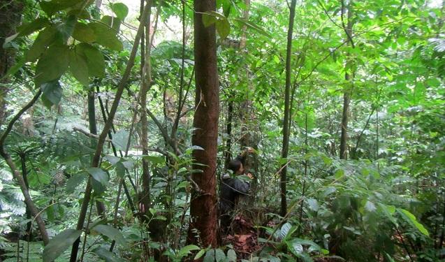 Rainforests of Dominica