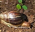 Giant African Snail