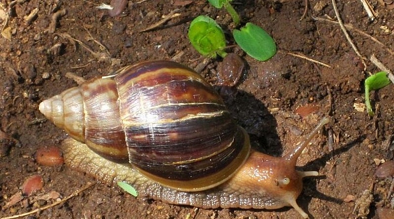 Giant African Snail