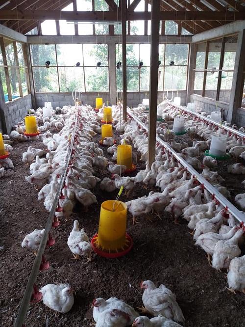 Farming in Dominica
