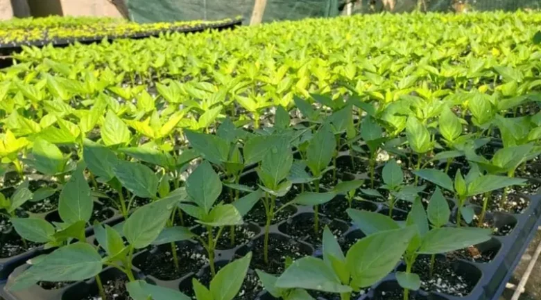 Organic Farming