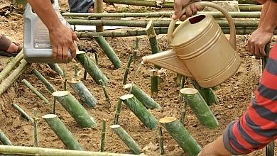 Bamboo Nursery