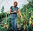 Dominica’s Sustainable Agricultural Development Goals