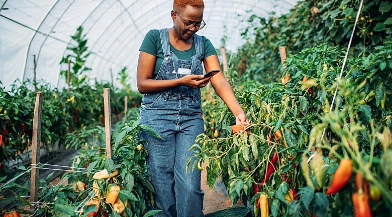 Dominica’s Sustainable Agricultural Development Goals