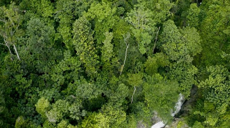 Mountainous Rainforests of Dominica
