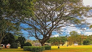 Dominica Botanical Gardens