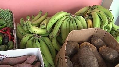 Farm Local Food Vegetables Dasheen Plantain
