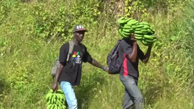 Men Carrying Bunch Green Banana