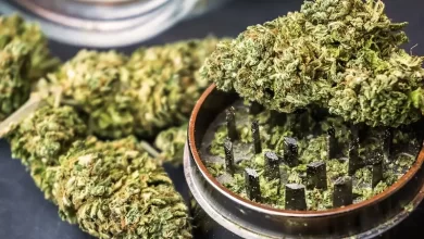 Cannabis Dominica Marijuana