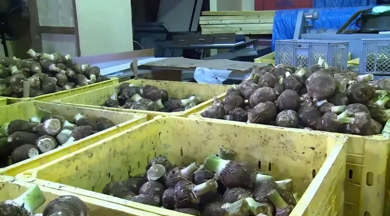 Root Crops: Vital to Agriculture and Food Security