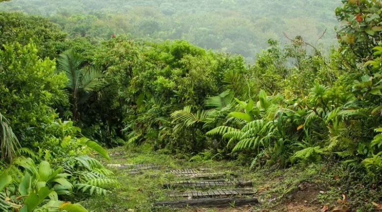 Hiking in Dominica