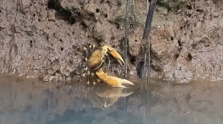 Wildlife