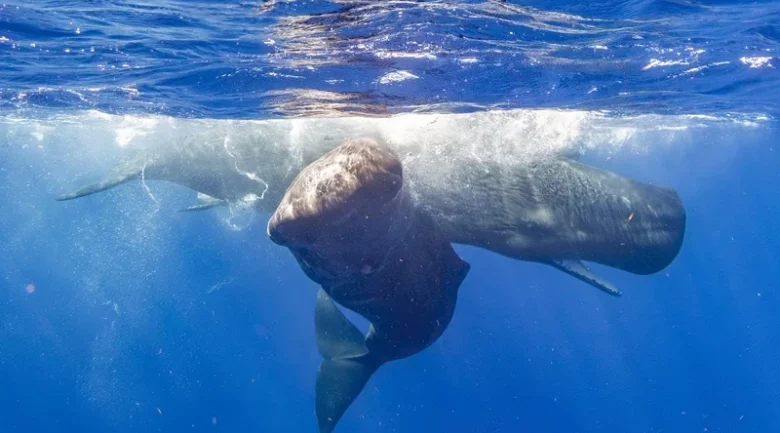 Whales of Dominica: Species & Facts