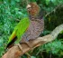 Sisserou Parrot