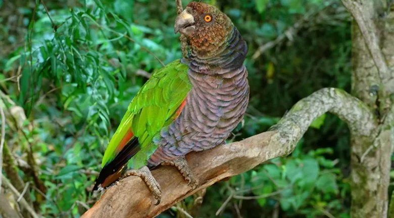 Sisserou Parrot