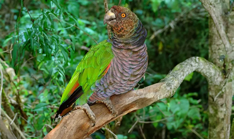 Sisserou Parrot