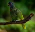 Jaco Parrot