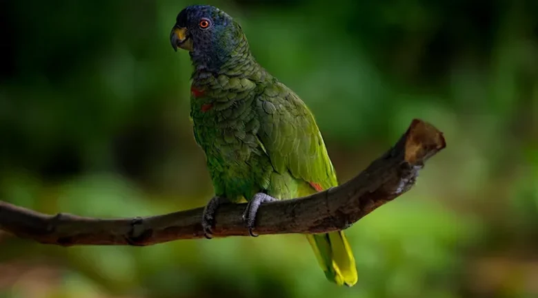 Jaco Parrot