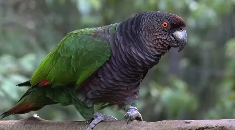 Sisserou Parrot