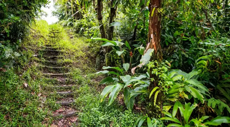 Hiking in Dominica