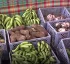 Organic Dominica Initiative