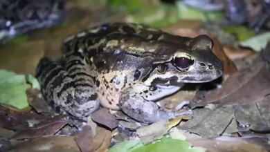 Mountain Chicken, Crapaud