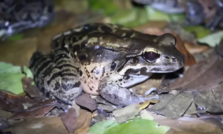 Mountain Chicken, Crapaud