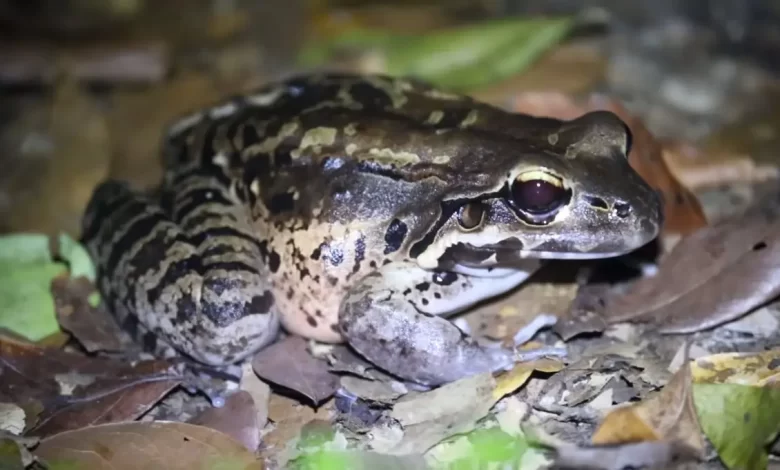 Mountain Chicken: Frog