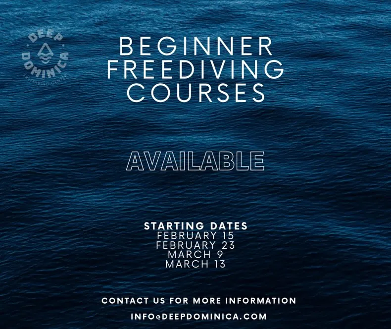 Beginner Freediving Course