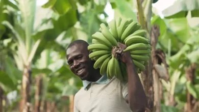 Farmer Happy