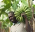 Banana Industry in Dominica