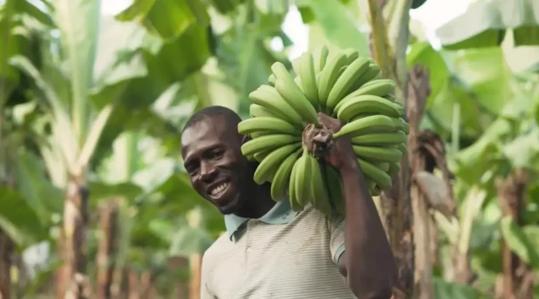 Banana Industry in Dominica