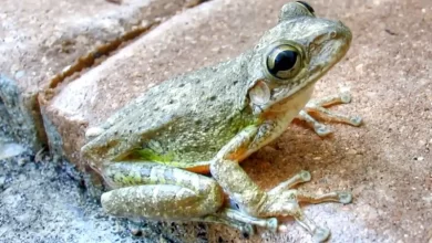 Cuban Tree Frog