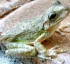 Invasive Species in Dominica