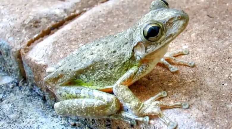 Biodiversity of Dominica