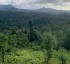 Rainforests of Dominica