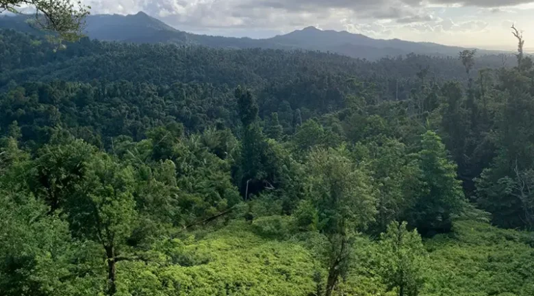 Rainforests of Dominica