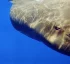 Sperm Whale Reserve